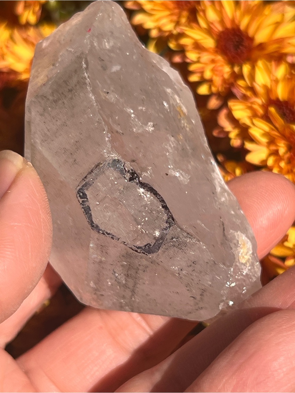Enhydro (1) quartz Freeform | crystal